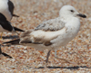 Larus armenicus
